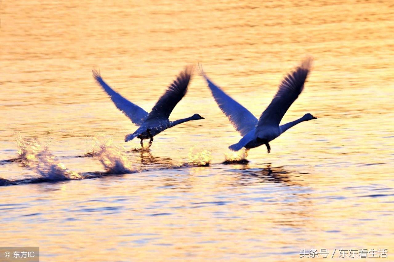 天鹅故乡,荣成烟墩角