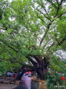 ​出游广西桂林平乐县，这几个不错的旅游景点你去过吗？