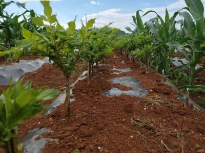 ​在农村种植农作物，亩赚10000元的4种项目，是否适合你？了解一下