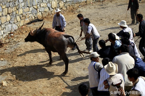 实拍贵州新春牛打架：场面壮观，牛儿斗翻