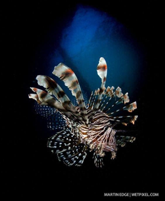 动物世界-蓑鲉,别名狮子鱼