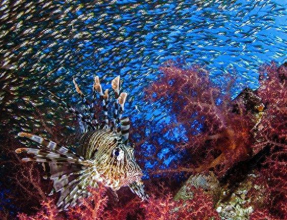 动物世界-蓑鲉,别名狮子鱼