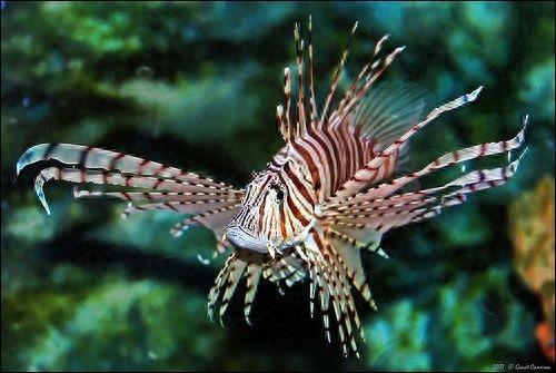 动物世界-蓑鲉,别名狮子鱼