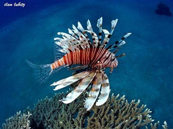 动物世界-蓑鲉,别名狮子鱼