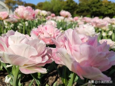 ​上海市面积最大的郁金香公园，占地面积为28公顷，拥有荷兰风情街