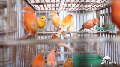 ​一对卖到上千元！德州夏津：小小白玉鸟孵出产业“致富经”