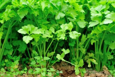 ​香菜的各种新吃法，做法简单快捷又好吃，一个人一盘不够吃香菜