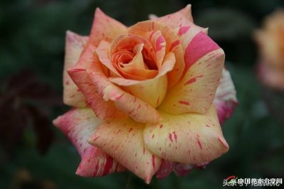 ​庭院常用的100种花卉植物