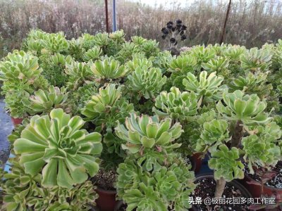 ​多肉植物繁殖方法大全详解（一）