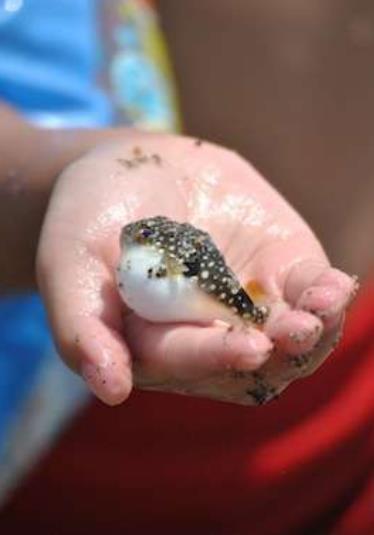 激萌河豚因太可爱而被做成表情包，刚出生的小河豚其实更可爱