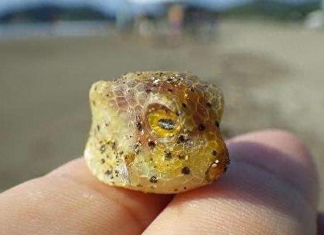 激萌河豚因太可爱而被做成表情包，刚出生的小河豚其实更可爱