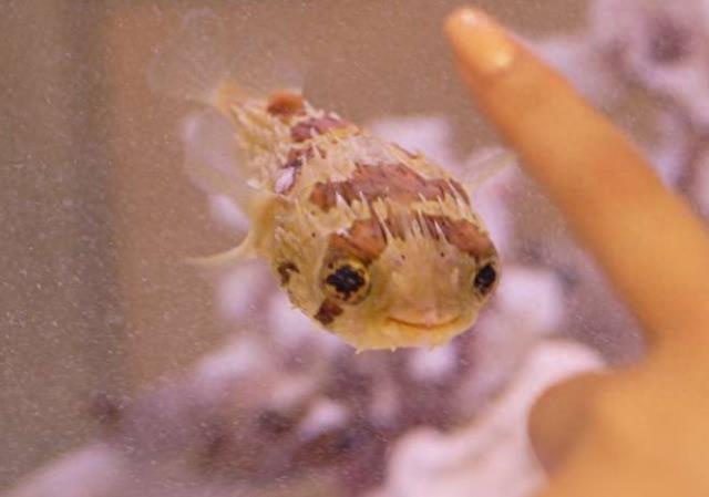 激萌河豚因太可爱而被做成表情包，刚出生的小河豚其实更可爱