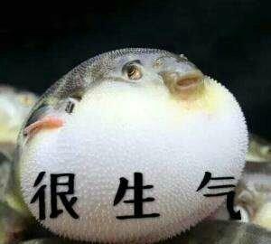 激萌河豚因太可爱而被做成表情包，刚出生的小河豚其实更可爱