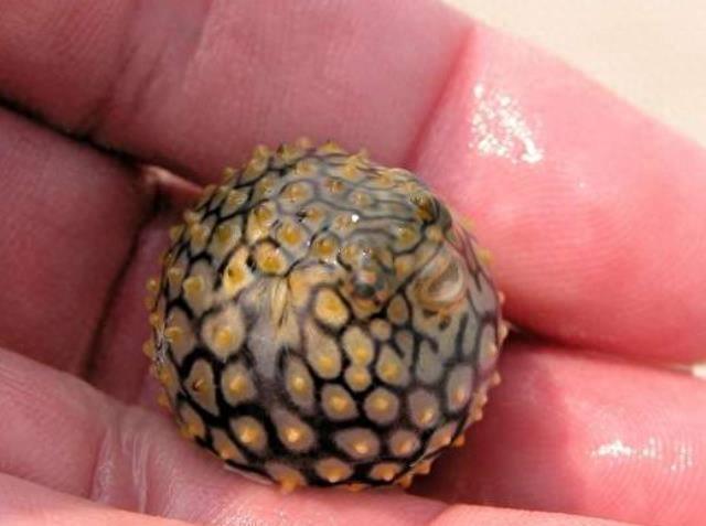 激萌河豚因太可爱而被做成表情包，刚出生的小河豚其实更可爱