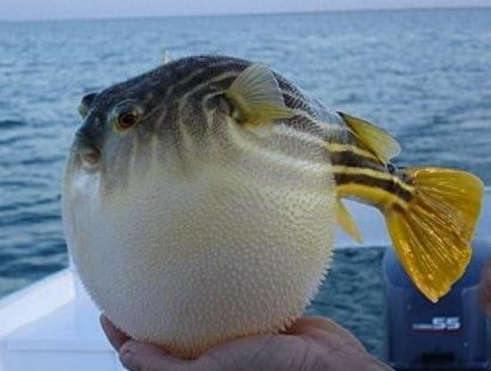 激萌河豚因太可爱而被做成表情包，刚出生的小河豚其实更可爱