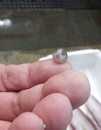 激萌河豚因太可爱而被做成表情包，刚出生的小河豚其实更可爱