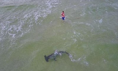 ​渔夫钓到一条大鲨鱼，经过激烈的搏斗终将其拉上岸