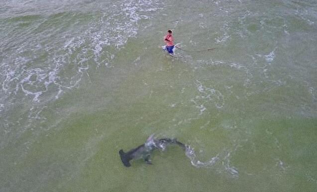 渔夫钓到一条大鲨鱼，经过激烈的搏斗终将其拉上岸