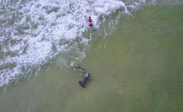 渔夫钓到一条大鲨鱼，经过激烈的搏斗终将其拉上岸