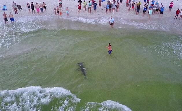 渔夫钓到一条大鲨鱼，经过激烈的搏斗终将其拉上岸