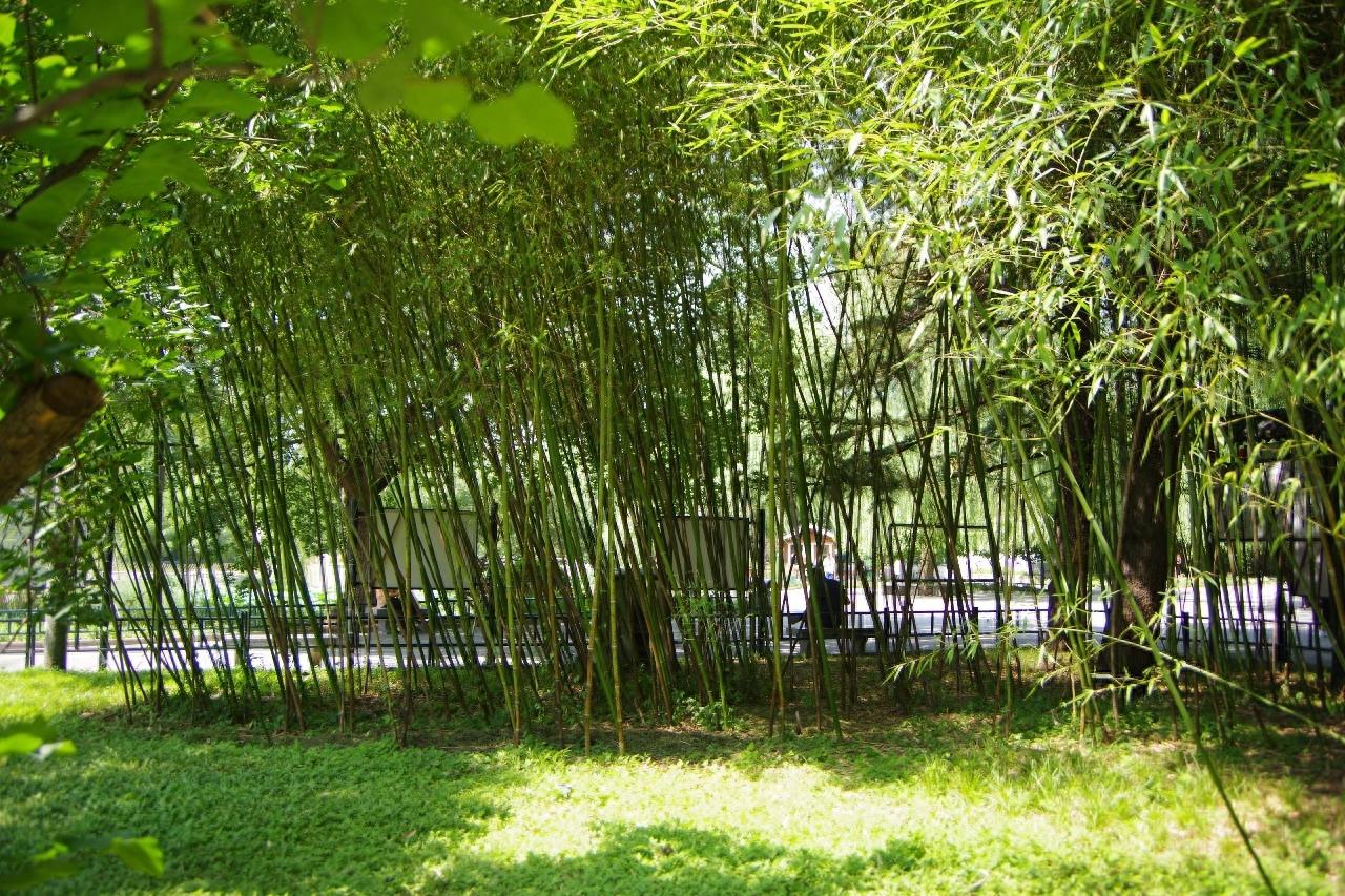 北京紫竹院公园