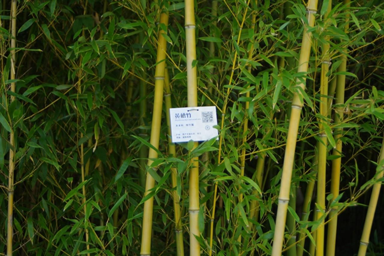 北京紫竹院公园