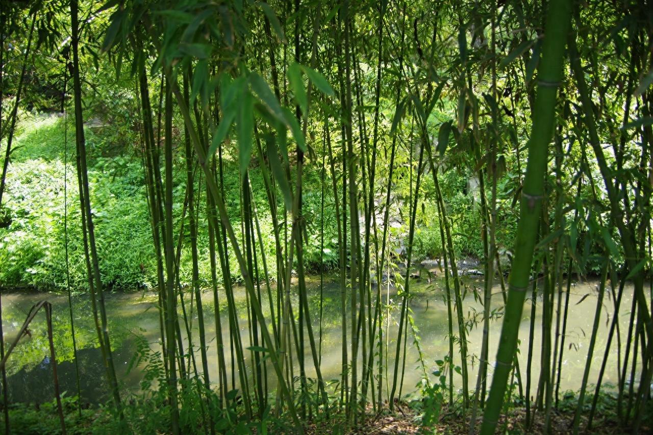 北京紫竹院公园