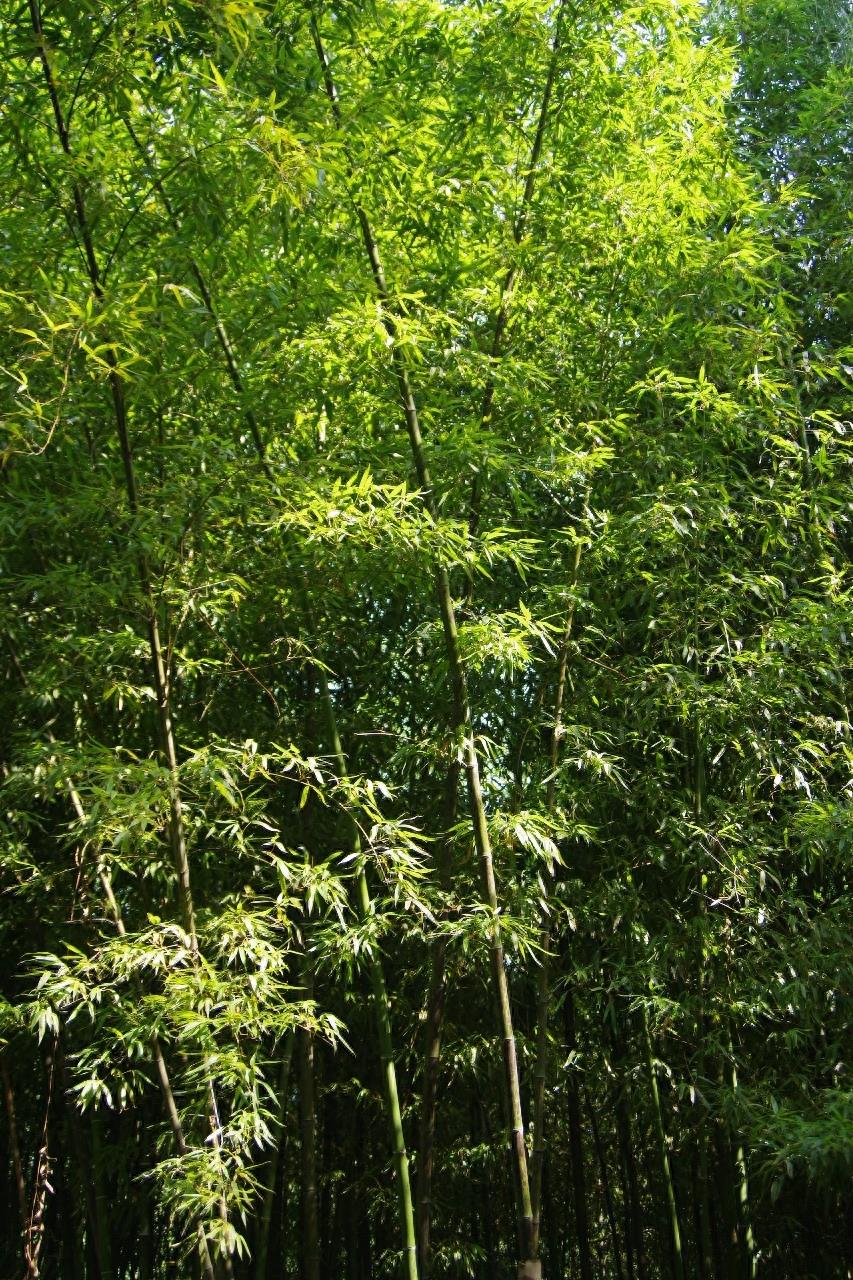 北京紫竹院公园