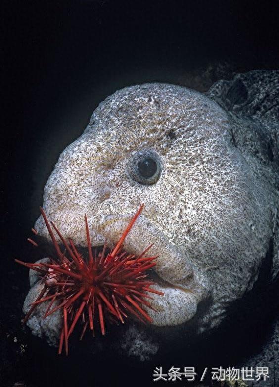 凶猛的海洋鱼类-狼鳗