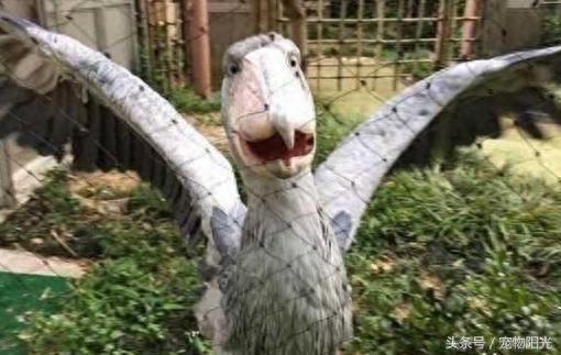 日本一只“懒鸟”火了，上万游客为看它苦等几个小时