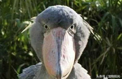 日本一只“懒鸟”火了，上万游客为看它苦等几个小时