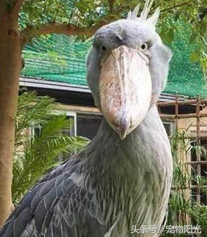 日本一只“懒鸟”火了，上万游客为看它苦等几个小时