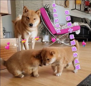 ​表情包 - 老实巴交，不敢出声