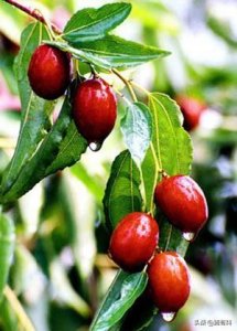 ​点赞！河北沧州十大特产，原来全是美食