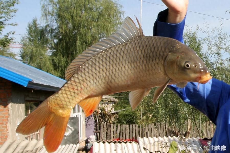 三花五罗十八子，东北常见的淡水鱼你认识多少？鲫花、岛子、七星子、鲤拐子