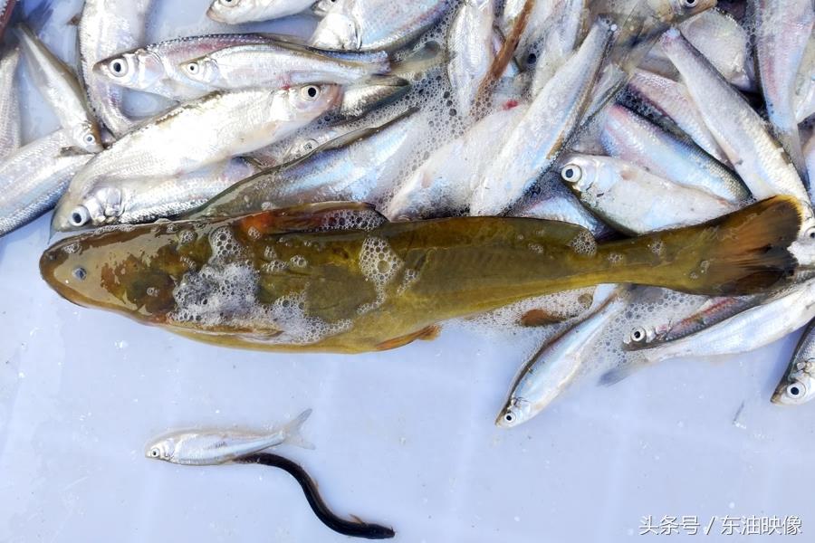 三花五罗十八子，东北常见的淡水鱼你认识多少？鲫花、岛子、七星子、鲤拐子