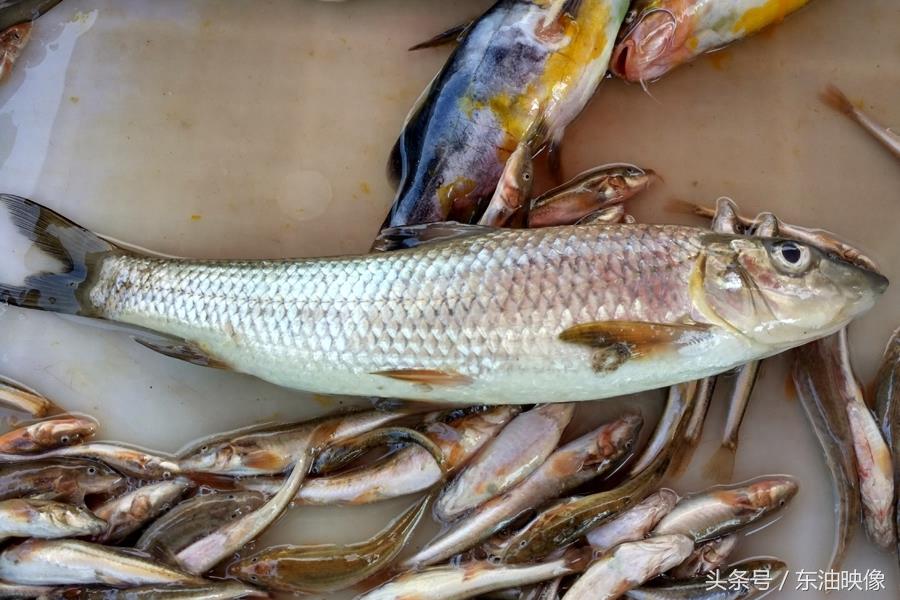 三花五罗十八子，东北常见的淡水鱼你认识多少？鲫花、岛子、七星子、鲤拐子