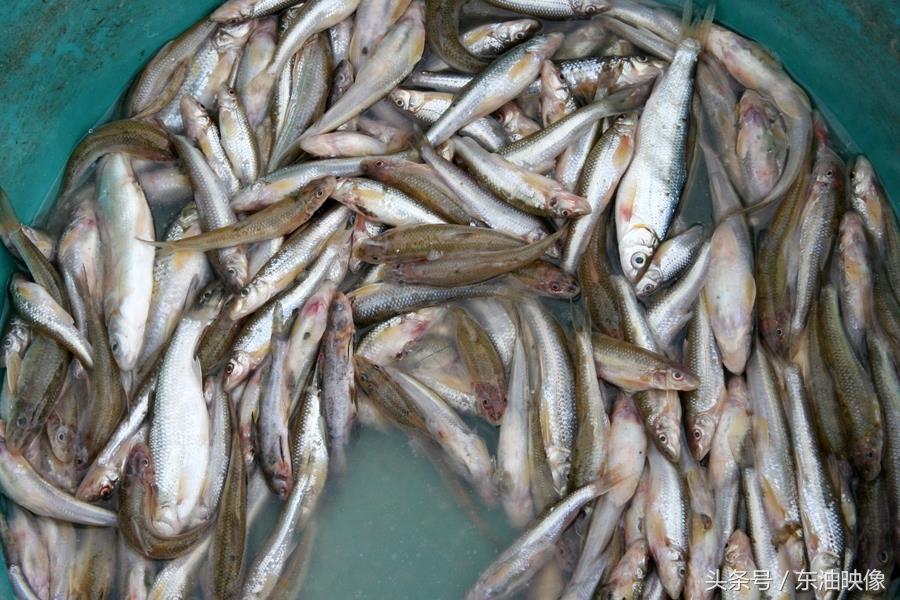 三花五罗十八子，东北常见的淡水鱼你认识多少？鲫花、岛子、七星子、鲤拐子