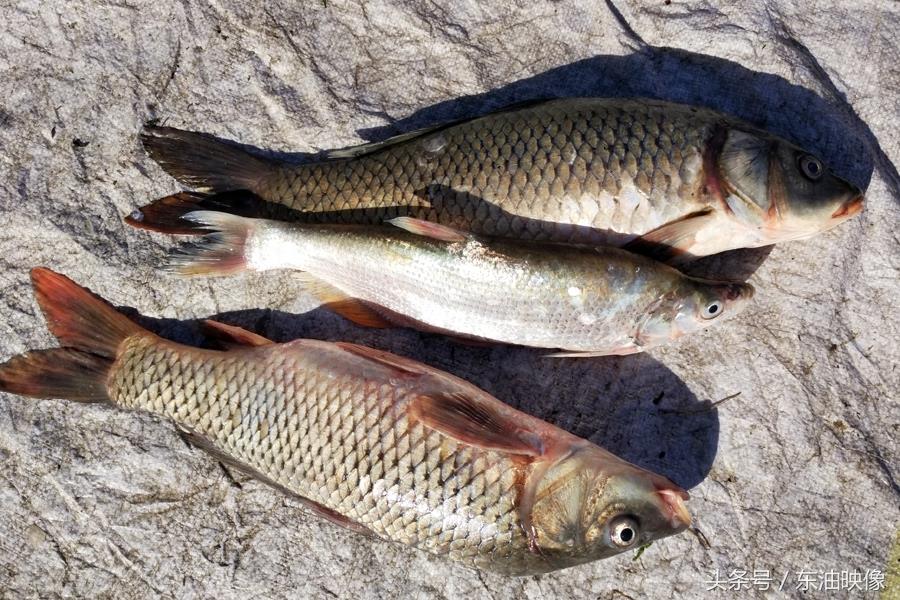 三花五罗十八子，东北常见的淡水鱼你认识多少？鲫花、岛子、七星子、鲤拐子