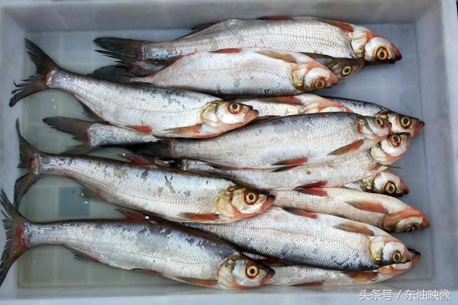 三花五罗十八子，东北常见的淡水鱼你认识多少？鲫花、岛子、七星子、鲤拐子
