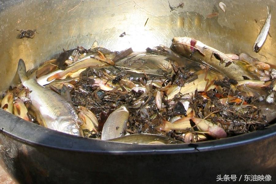 三花五罗十八子，东北常见的淡水鱼你认识多少？鲫花、岛子、七星子、鲤拐子