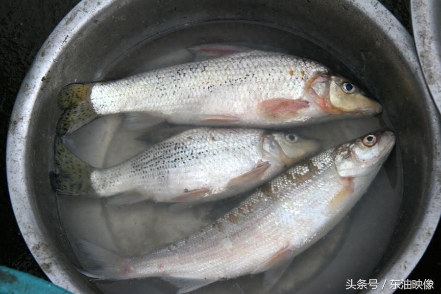 三花五罗十八子，东北常见的淡水鱼你认识多少？鲫花、岛子、七星子、鲤拐子