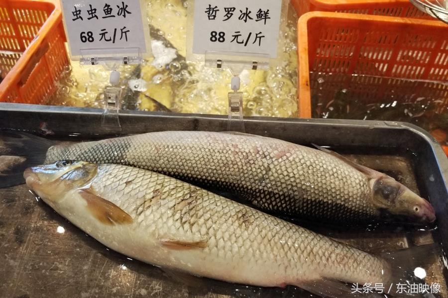 三花五罗十八子，东北常见的淡水鱼你认识多少？鲫花、岛子、七星子、鲤拐子