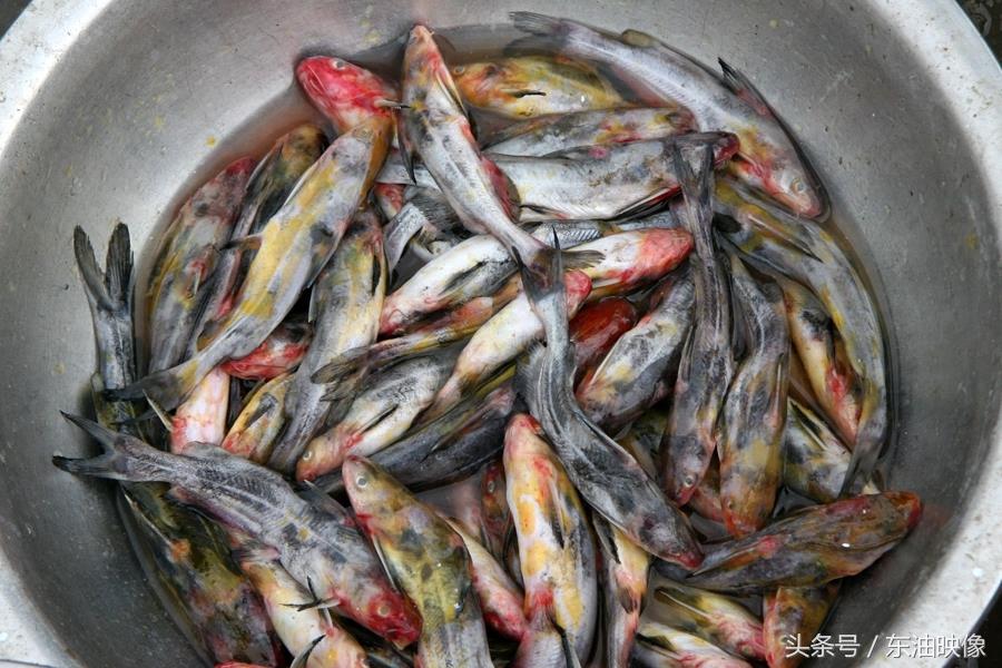 三花五罗十八子，东北常见的淡水鱼你认识多少？鲫花、岛子、七星子、鲤拐子