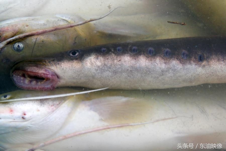 三花五罗十八子，东北常见的淡水鱼你认识多少？鲫花、岛子、七星子、鲤拐子