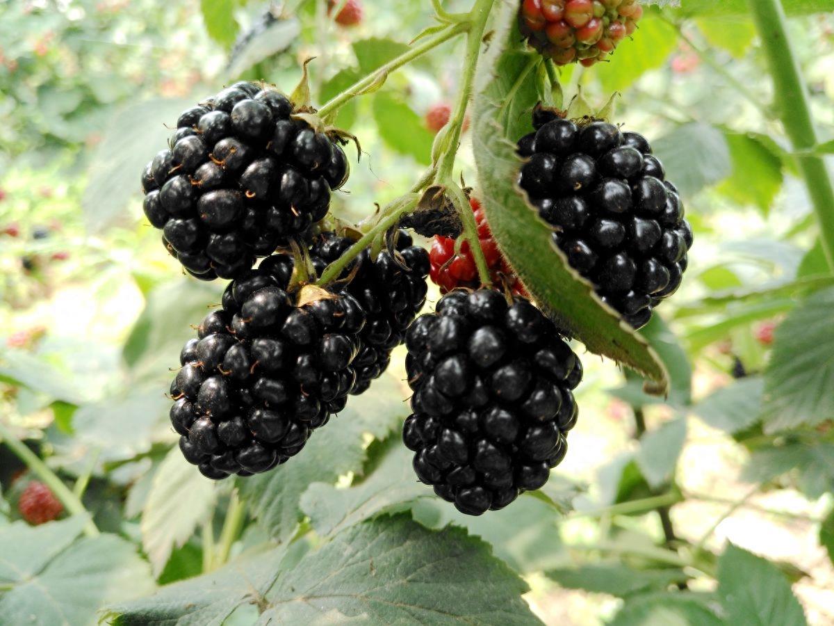黑莓、蓝莓、草莓，同样都叫莓，为何黑莓售价才五毛钱一斤呢？