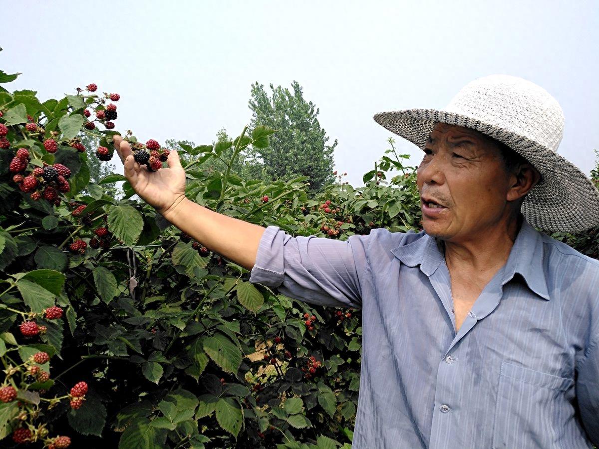 黑莓、蓝莓、草莓，同样都叫莓，为何黑莓售价才五毛钱一斤呢？