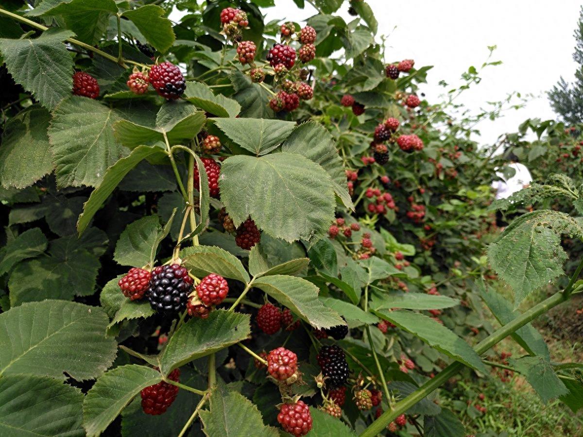 黑莓、蓝莓、草莓，同样都叫莓，为何黑莓售价才五毛钱一斤呢？