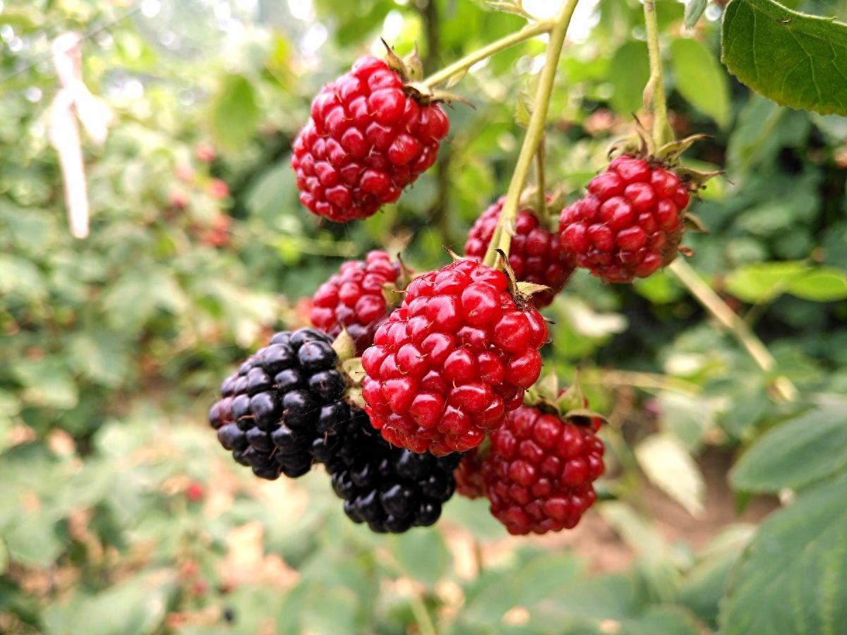 黑莓、蓝莓、草莓，同样都叫莓，为何黑莓售价才五毛钱一斤呢？