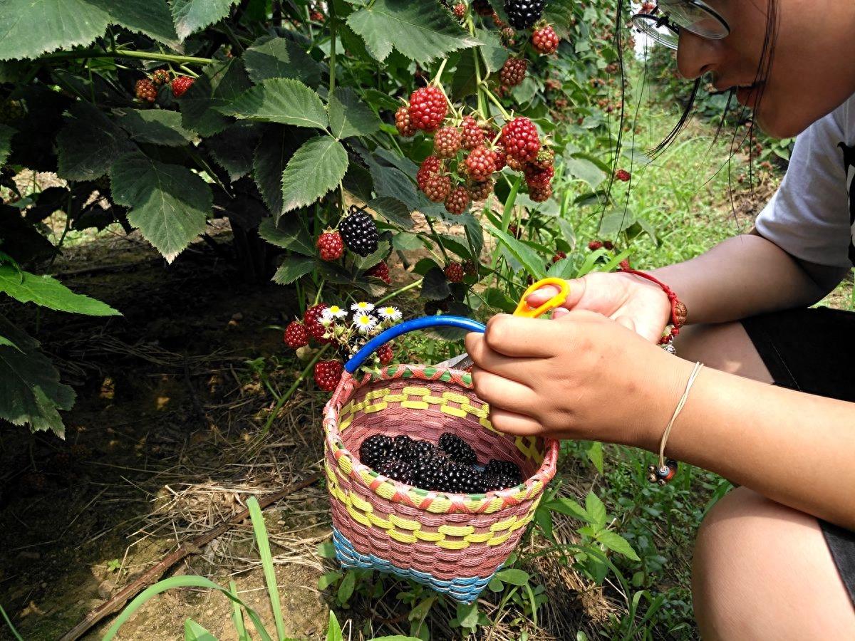 黑莓、蓝莓、草莓，同样都叫莓，为何黑莓售价才五毛钱一斤呢？